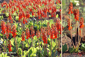 Image result for Erythrina zeyheri