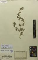 Image result for Sesuvium hydaspicum