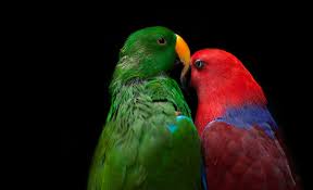 The loss of an amazing dog like pet name can't be easy, and i'm here if you need comforting in this time of grief. What Does A Parrot Know About Ptsd The New York Times