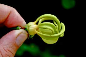 Image result for Artabotrys modestus