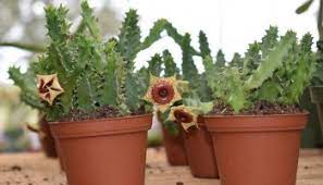 Caring for false cactus & dragon bones. Huernia Schneideriana A K A Red Dragon Flower Care And Information Crazy Plants Crazy Critters