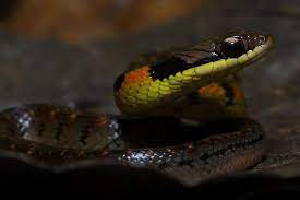 Night Ground Snake Liophis Epinephelus Rainforest Food Chain Rainforest Reptiles