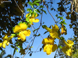 Image result for Dolichandra