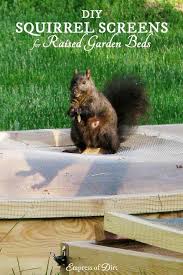 Squirrels are opportunists who love to dig up seeds, especially if the earth is recently tilled and easily accessible. Squirrel Screens Are One Way To Keep Cats Squirrels And Other Wild Animals From Digging In Raised Garden Beds Raised Garden Beds Raised Garden Garden Beds