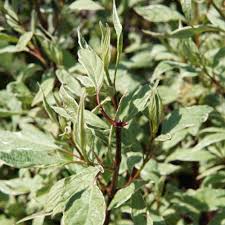 It grows at a fast rate, and under ideal conditions can be expected to live for approximately 30 years. Morden Golden Glow Elder Kiwi Nurseries Ltd