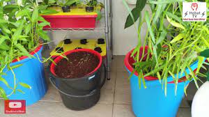 Is epsom salt good for plants? Kegunaan Epsom Salt Untuk Tanaman Youtube