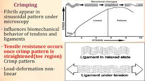 Tendons and muscles work together to move bones. Biomechanics Of Tendon And Ligaments Akhtar Rasulakhtar Rasul Ppt Download