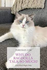 Why Do Ragdolls Talk So Much Purr Craze