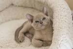 Burmese Kittens For Sale by Reputable Breeders | Pets4You