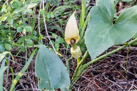 Image result for Croton pseudopulchellus