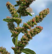 Image result for Amaranthus thunbergii