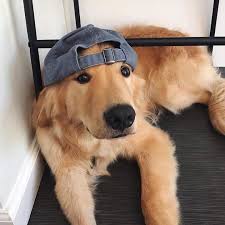 Pin By Domightk On Ziyaret Edilecek Yerler In 2020 Retriever Puppy Dogs Golden Retriever Golden Retriever Baby