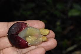 Image result for Ampelocissus multistriata