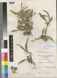 Image result for Blepharis tanganyikensis