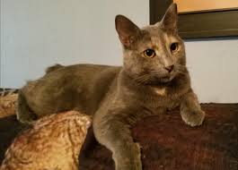 Also, a dental cleaning for a healthy cat with minimal tartar and no other oral problems will be much cheaper than a cleaning for a cat that has severe periodontitis, several loose teeth in need of extraction, or kidney disease that requires additional. She Has Cost Me Over 3k In Feline Dental Bills She Says Bless You When You Sneeze Her Tail Is A Crooked Nub Love My Ellie Cats