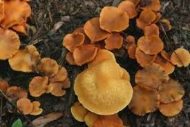 How To Identify Wild Mushrooms In Florida Stuffed
