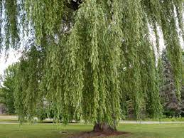 Weeping figs should be grown in bright light at 65 to 75 °f, in fast draining soil. 19 Best Types Of Weeping Trees