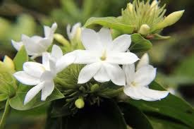 Image result for Trachelospermum jasminoides