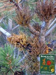 Image result for Viscaceae