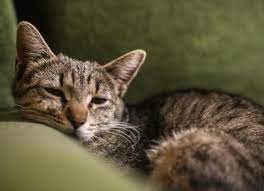 Lethargic Cats Causes And What To Do Petmd