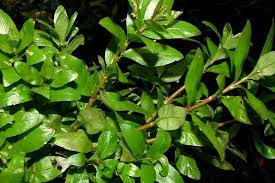 Image result for Hygrophila spiciformis
