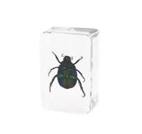 Especímen de Escarabajo en Resina, Insecto en Pisapapeles ...