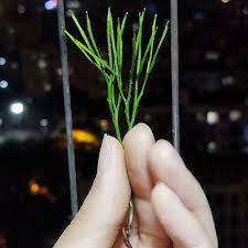 Image result for Psilotum nudum