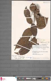 Image result for Tiliacora funifera