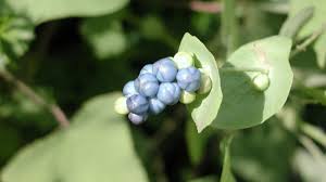 Deciduous, perennial woody vine that can grow up to 20 feet tall. Invasive Mile A Minute Weed Found In Calhoun County