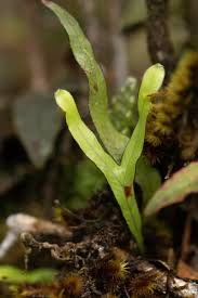 Image result for Grammitis