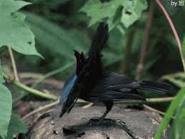 Bird Of Paradise Mating Dance Gif Https Encrypted Tbn0 Gstatic Com Images Q Tbn 3aand9gcqxxctjcmiky33qqnqz5kz7y78sm6oz52bxgw Usqp Cau