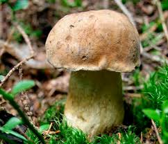 Image result for Boletus atkinsonii