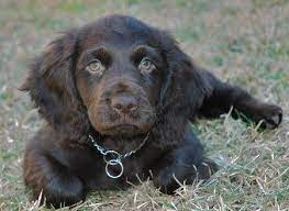 Beau The Boykin Spaniel Boykin Spaniel Puppies Spaniel Puppies Boykin Spaniel