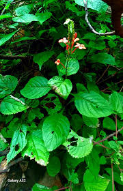 Image result for Oliverella rubroviridis