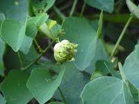 Image result for Adenia gummifera