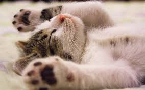 Download Wallpapers Sleeping Kitten 4k Cats Pets Cute Animals Kitten Lazy Cat Besthqwallpapers Com Cat Lovers Cat Paws Cats