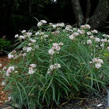 Image result for Asclepias longissima