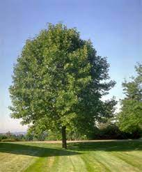 Fraxinus americana, or white ash, is a deciduous tree, native to north carolina and found the cultivars of white ash are generally much more desirable than seedling trees and are well worth. White Ash Tree Ash Tree Varieties Willis Orchards
