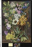 Image result for Coleotrype natalensis