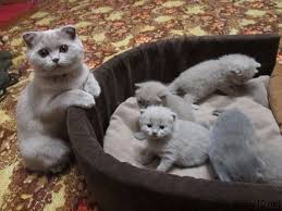 Kedi Ailesi Komik Hayvanlar Hayvan Bebekler Cok Sirin Hayvanlar