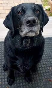 Beautiful Oldie Cute Cats Cute Dogs Cute Animals