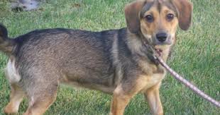 A beagle terrier is the cross between two pure breeds: Beagle Terrier Mix Beagle Animals Puppies