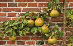 The idea is to create flat growth. The Art Of Espalier Central Virginia Home Magazine