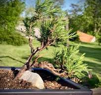 Creating a Windswept Cascade Bonsai from Eastern Red Cedar