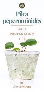 We did not find results for: How To Care For Pilea Peperomioides Clever Bloom