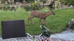 Please download one of our supported browsers. Kasselerin Filmt Reh Im Garten Kirchditmold