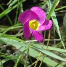 Image result for Oxalis obliquifolia