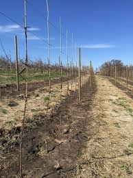 The ground cover in most apple orchards we have here is not deliberately planted, so it is a mixture of seasonal weeds. Producer Interview In The Orchard With Tyler Vock Food Adventures With Connie