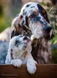 Maybe you would like to learn more about one of these? 900 English Setter Puppies Ideas In 2021 English Setter Puppies English Setter Puppies