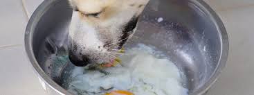 We did not find results for: Can Dogs Eat Eggs Embarkvet